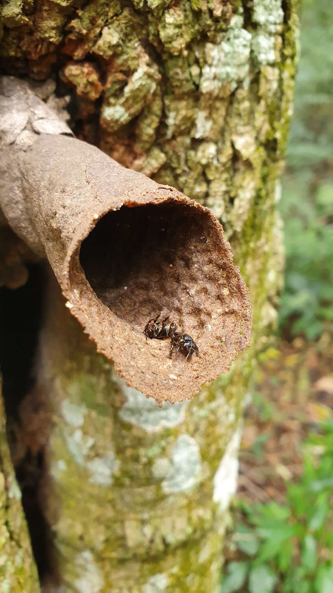 Plancia ëd Scaptotrigona bipunctata (Lepeletier 1836)