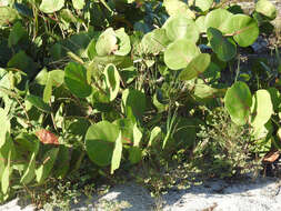 Coccoloba uvifera (L.) L. resmi