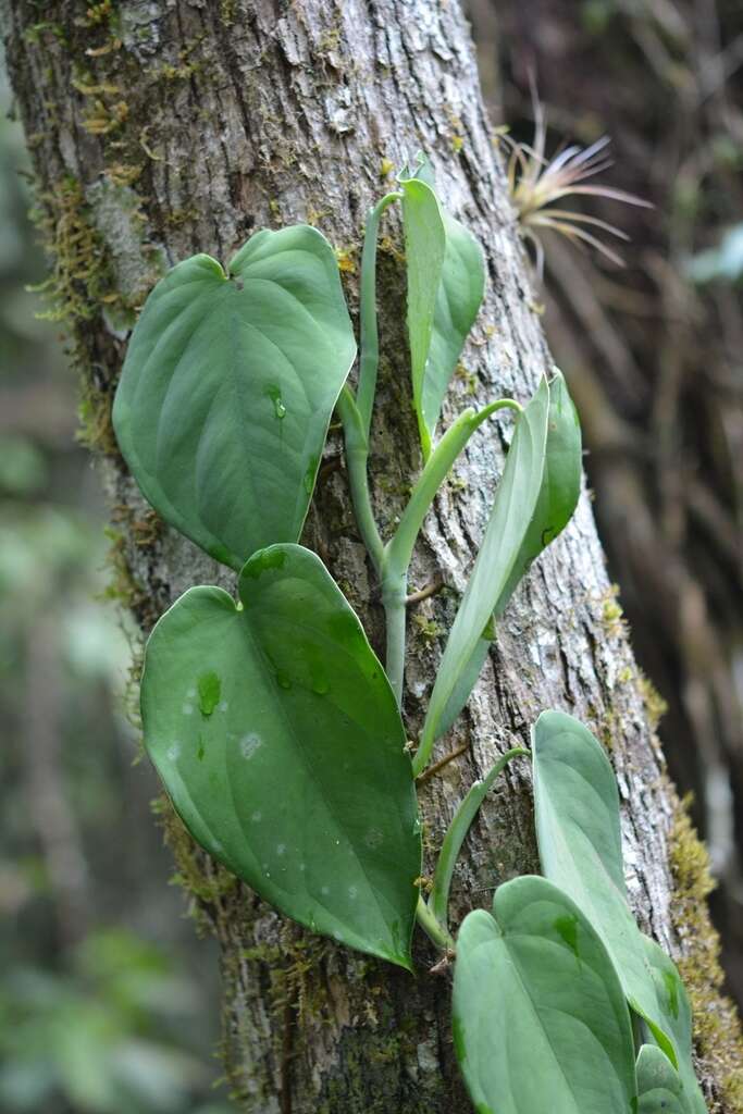 Image of Syngonium chiapense Matuda