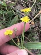 Image of striped hawksbeard