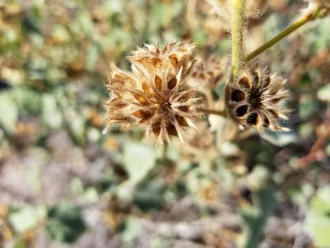 Image of Palmer's Indian mallow