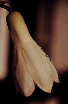 Image of Ornithogalum candicans (Baker) J. C. Manning & Goldblatt