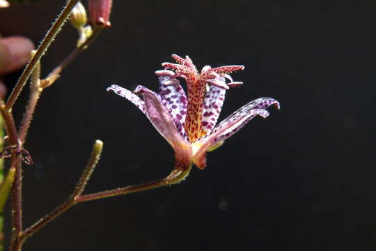 Image of toad lily