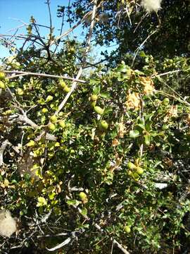 Imagem de Quercus berberidifolia Liebm.