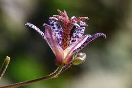 Image of toad lily