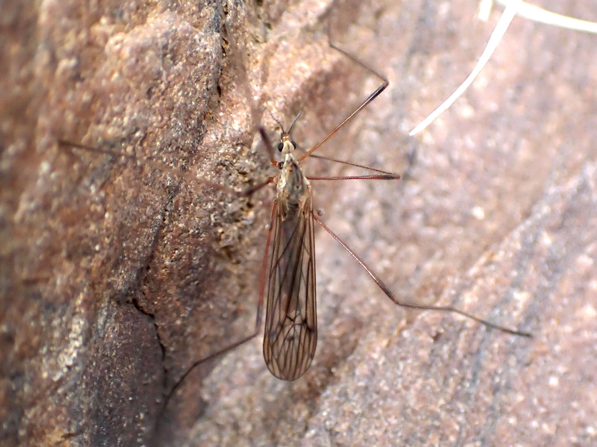 Image of Crane fly