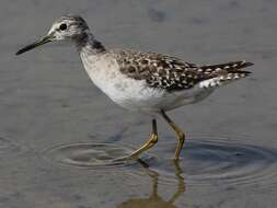 Image of Wood Sandpiper