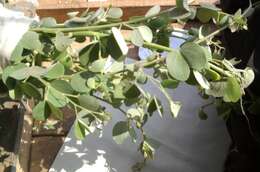 Imagem de Bauhinia racemosa Lam.