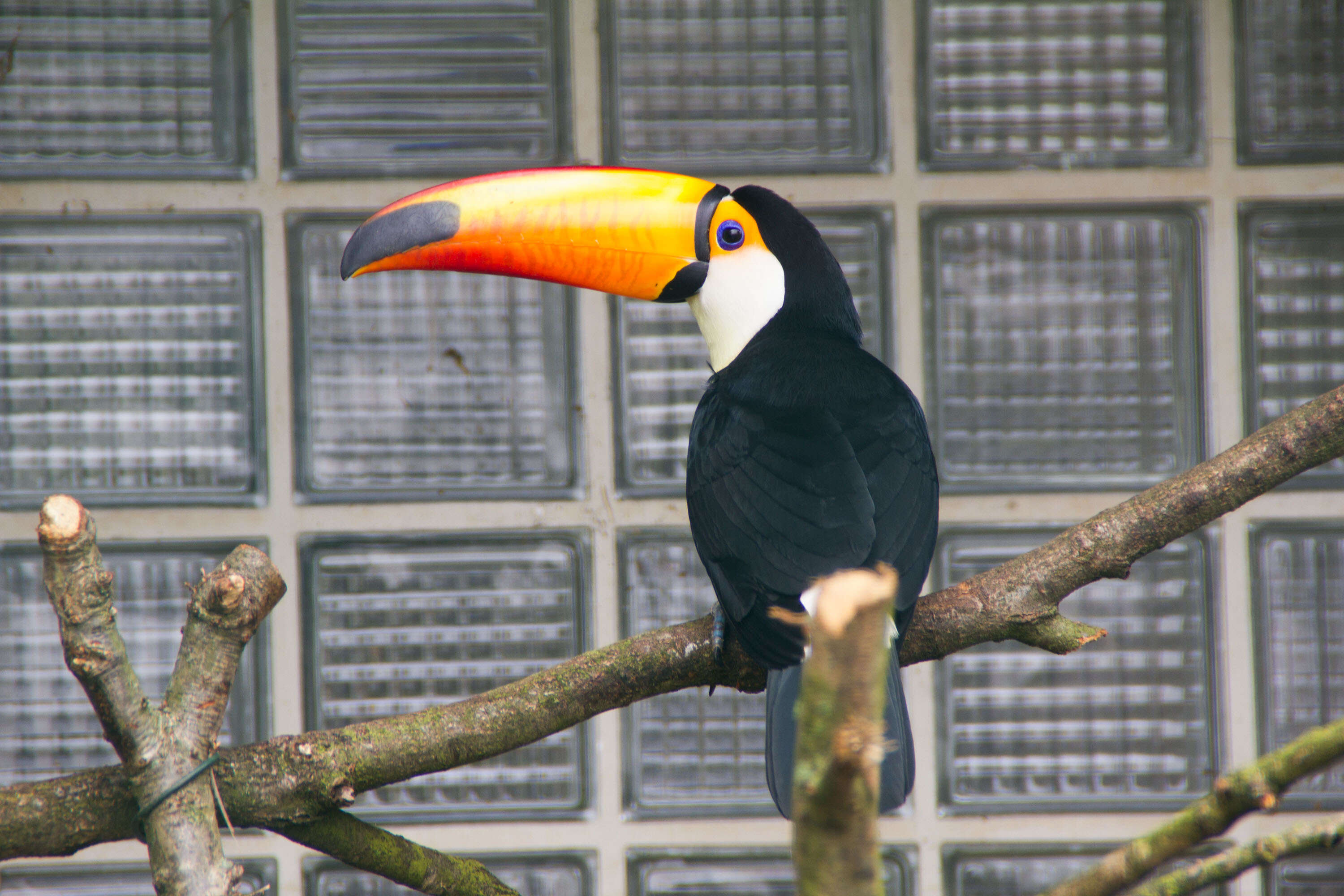 Image of Toco Toucan