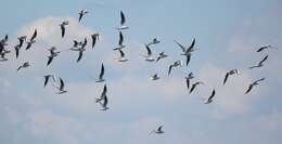 Image of Black-headed Gull