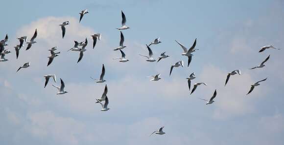 Image of Black-headed Gull