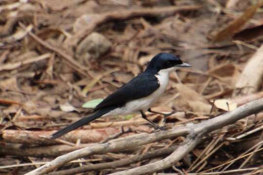 Image of Paperbark Flycatcher