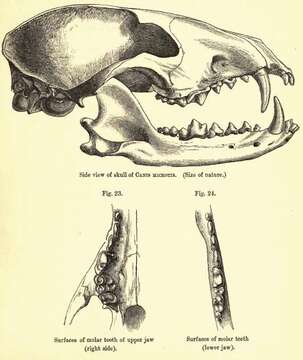 Image of Short-eared Dogs