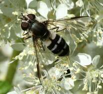 Image of Leucozona laternaria (Muller 1776)