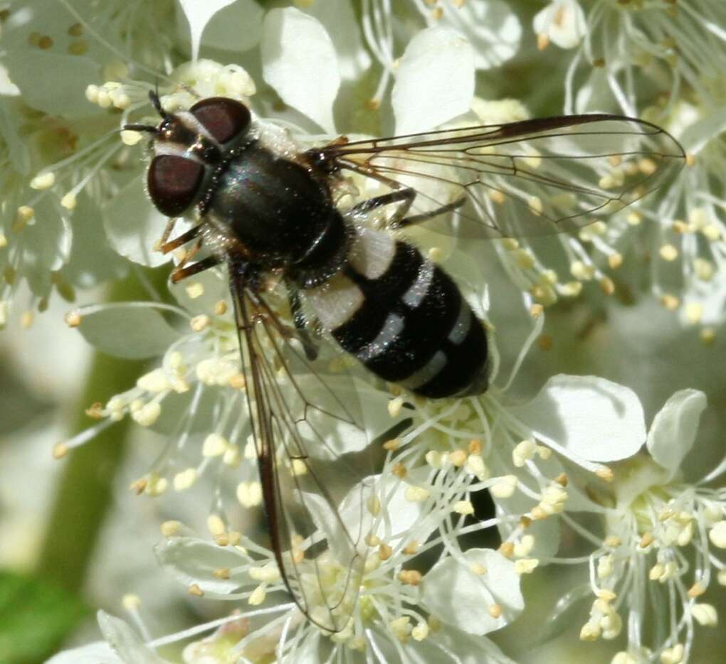 Leucozona laternaria (Muller 1776) resmi