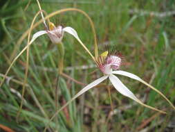 Image of Daddy-long-legs spider orchid