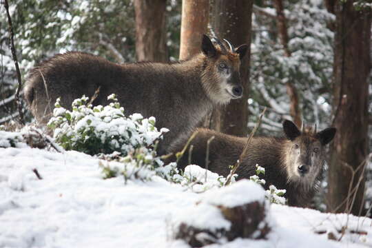 Image of Japanese Serow