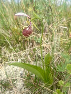 Image of hybrid ladyslipper