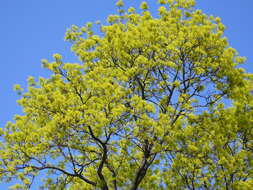 Image of Norway Maple