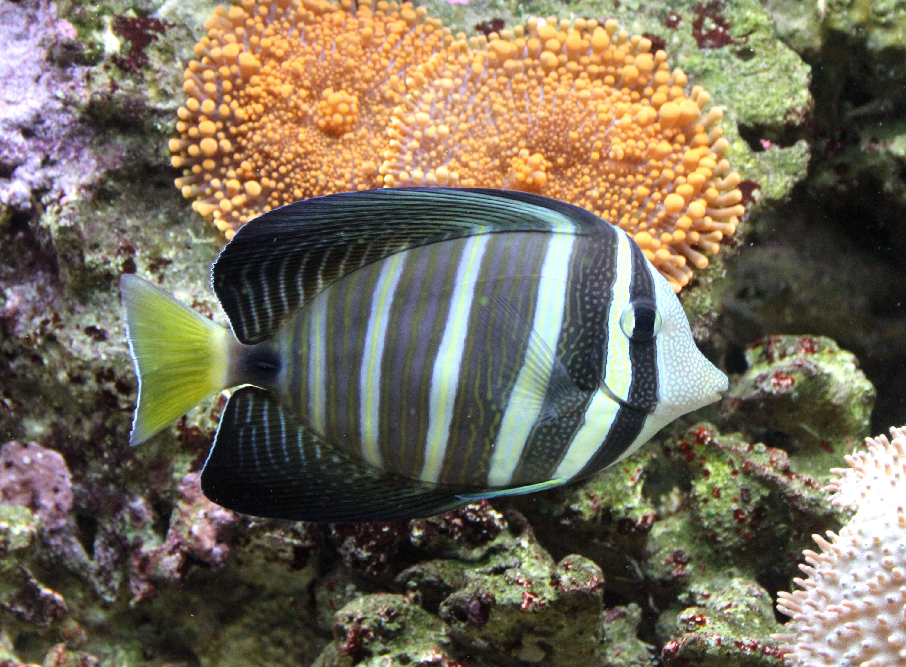 Image of Desjardin's Sailfin Tang