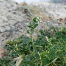 Image of Tree Orpine