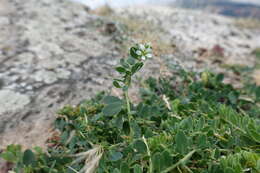 Image of Telephium imperati L.