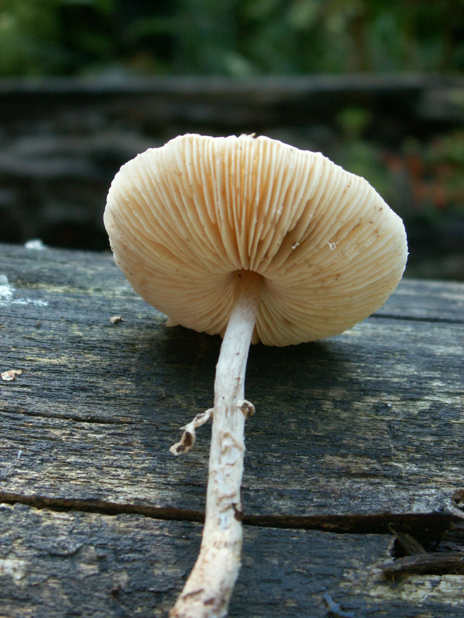 Слика од Lepiota felina (Pers.) P. Karst. 1879