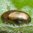 Image of Potato flea beetle