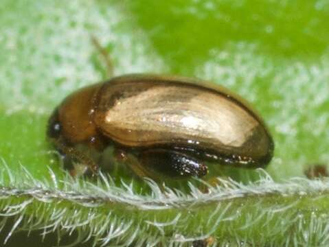 Image of Potato flea beetle