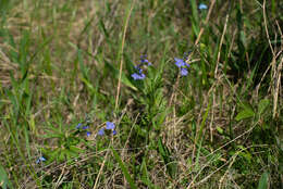 Image of Veronica krylovii Schischk.