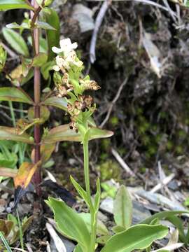 Plancia ëd Platanthera brevicalcarata Hayata