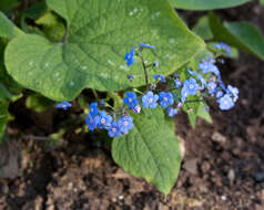 Brunnera macrophylla (Adams) I. M. Johnst. resmi