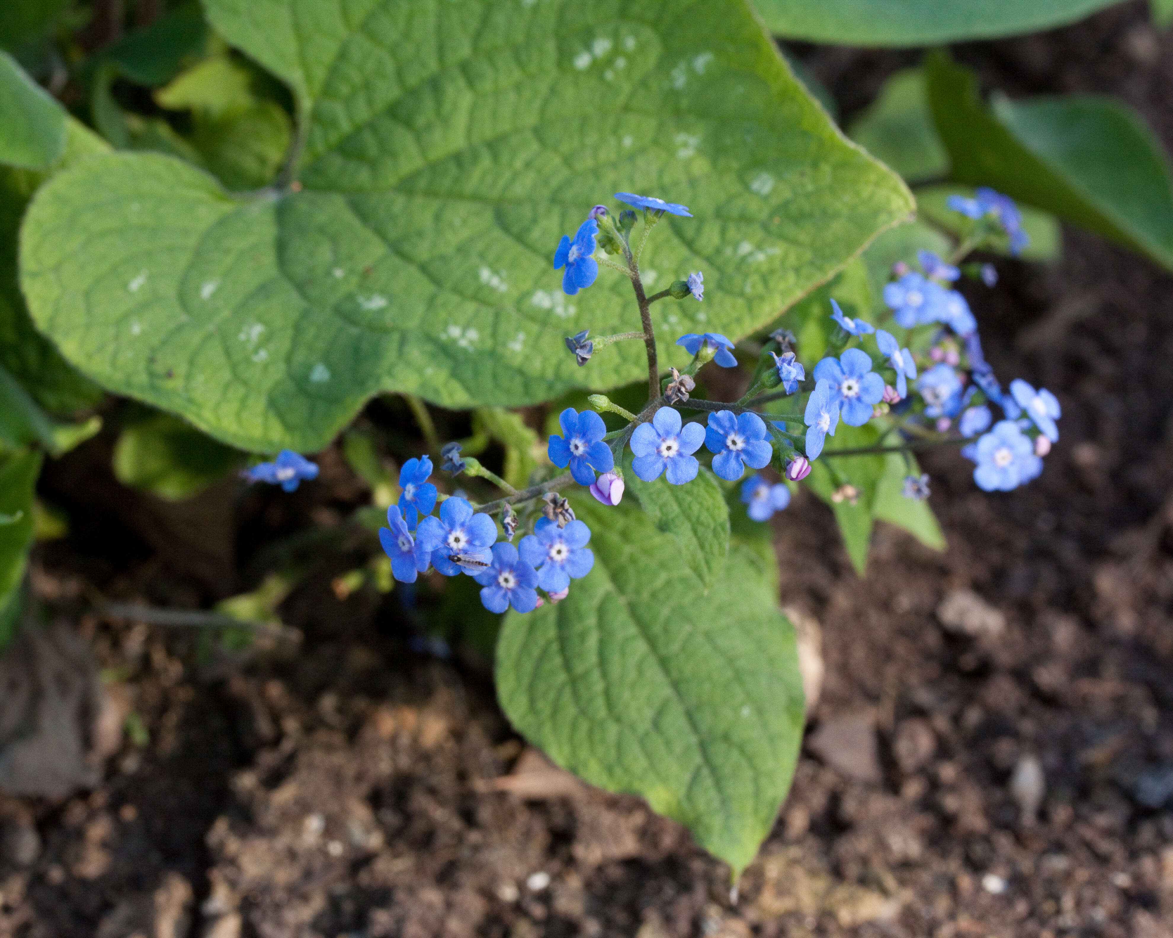 Brunnera macrophylla (Adams) I. M. Johnst. resmi