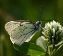 Image of Black-veined White