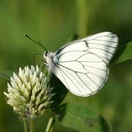 Image of Black-veined White