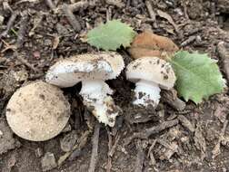 Image of Saproamanita pruittii (A. H. Sm. ex Tulloss, J. Lindgr. & D. Arora) Redhead, Vizzini, Drehmel & Contu 2016