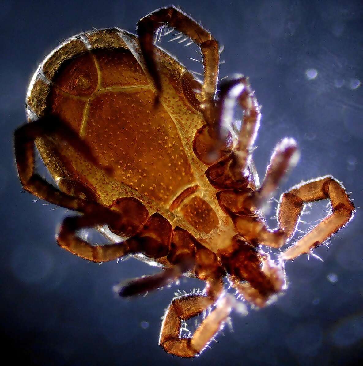 Image of Common sheep tick