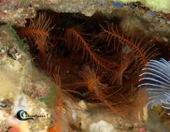 Image of rosy feather-star