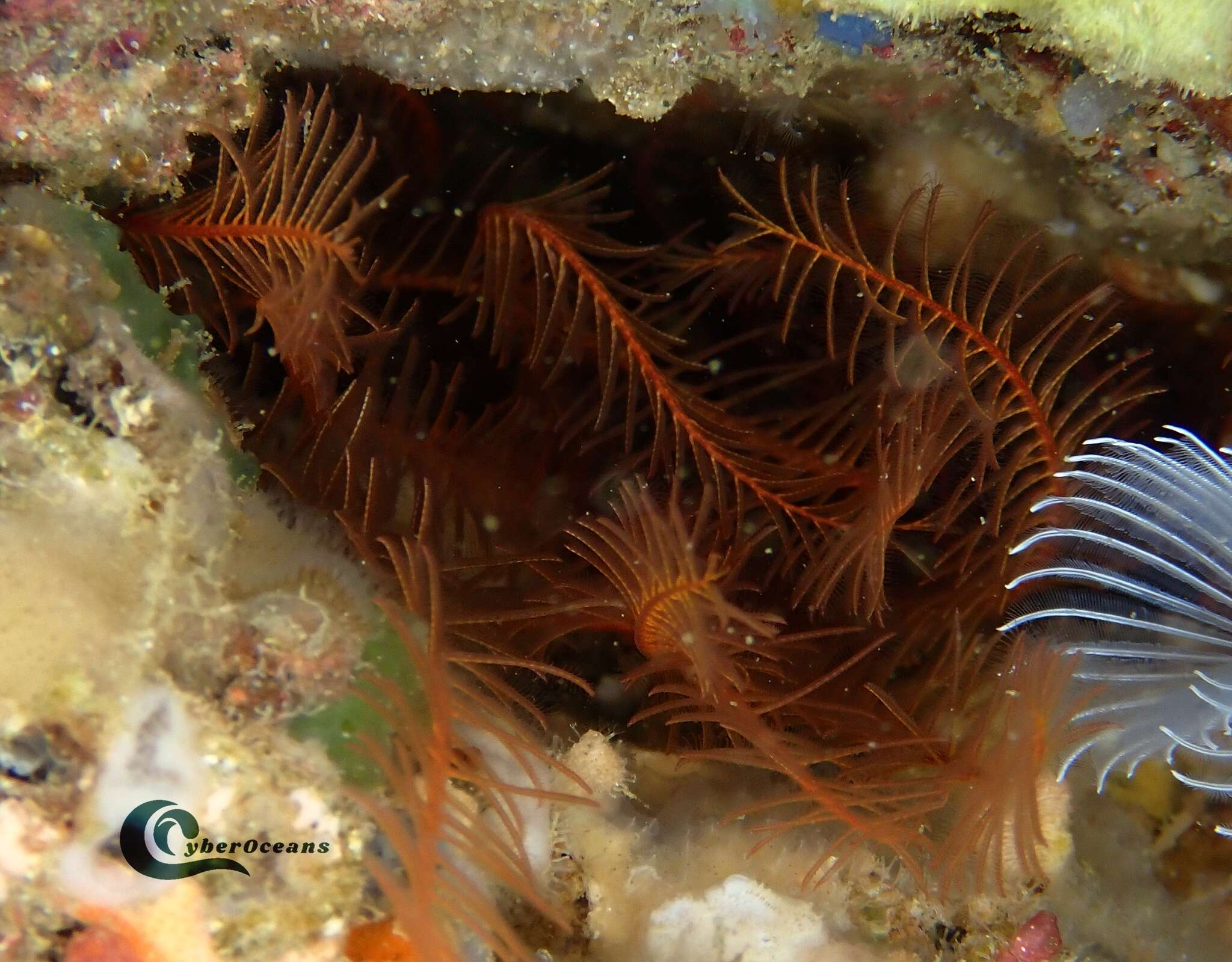 Image of rosy feather-star