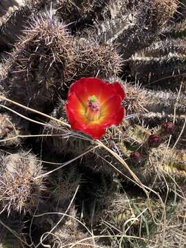 Image of Arizona Hedgehog Cactus