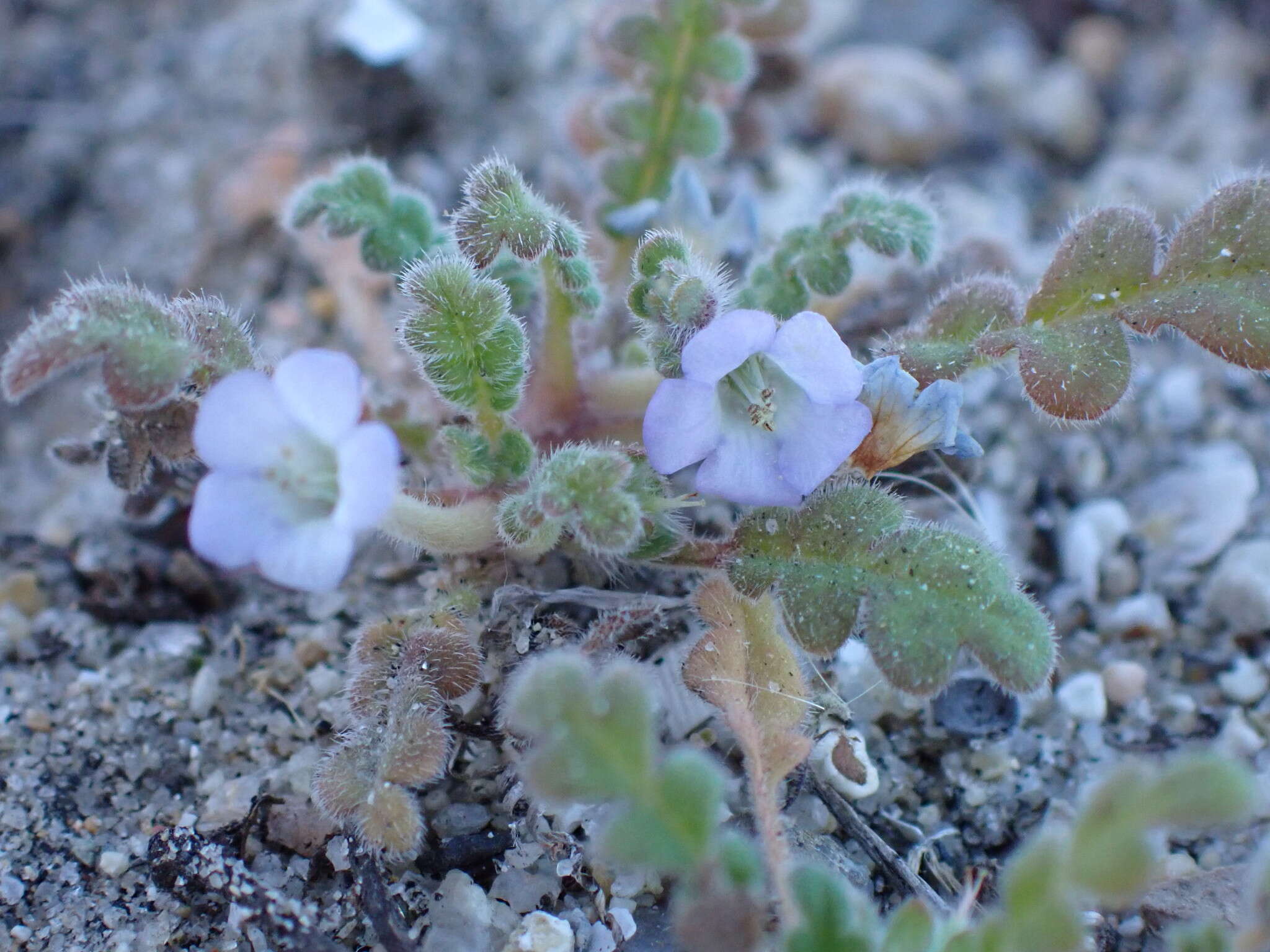 Imagem de Phacelia stellaris Brand