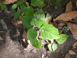 Image de Pericallis appendiculata (L. fil.) B. Nord.