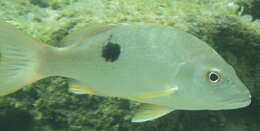 Image of Onespot seaperch