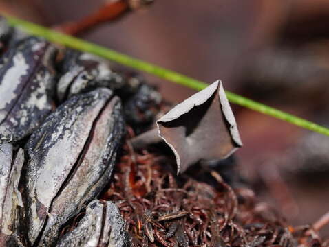 Banksiamyces macrocarpus G. W. Beaton 1982的圖片