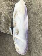 Image of Pacific razor clam