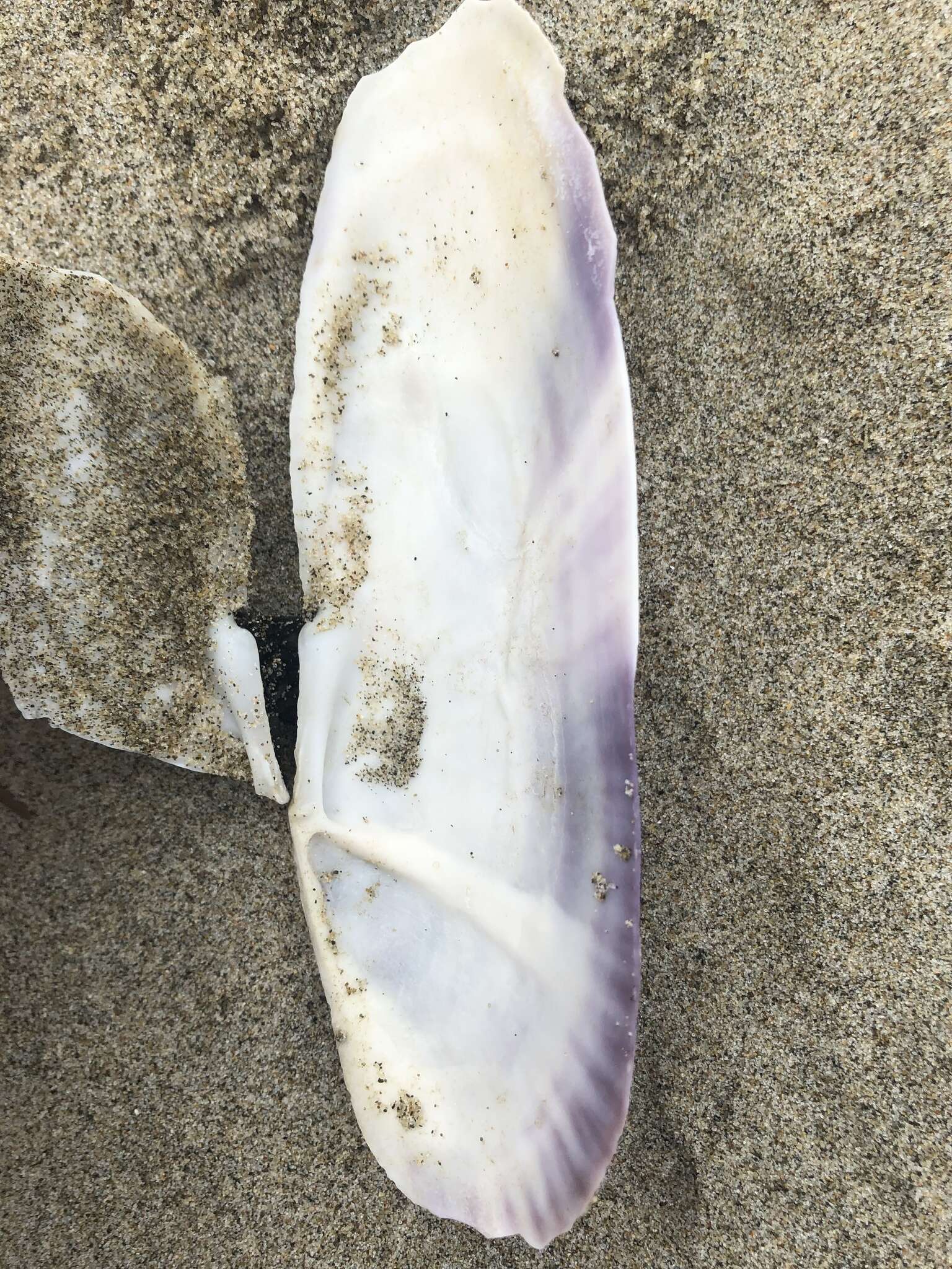 Image of Pacific razor clam