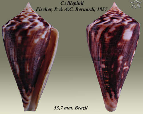 Image of Villepin's Cone
