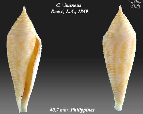 Image of Conasprella viminea (Reeve 1849)