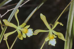 Plancia ëd Encyclia adenocarpa (Lex.) Schltr.