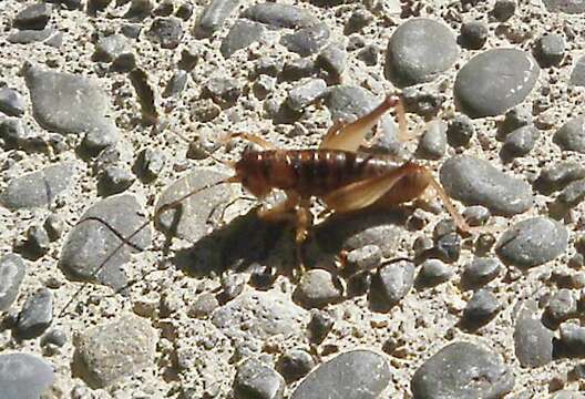 Image of Hemiandrus pallitarsis (Walker & F. 1871)